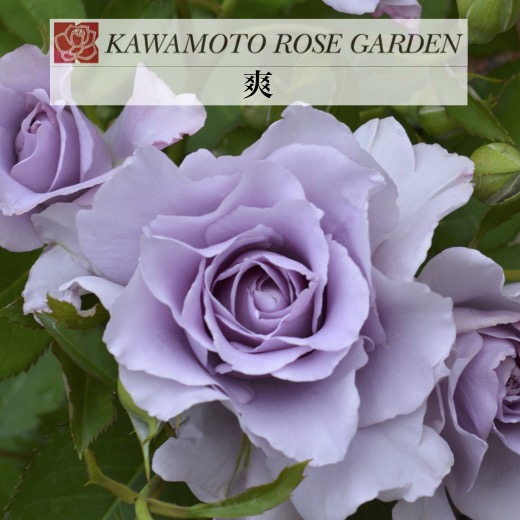 楽天市場】送料無料【爽 6号鉢 秋開花株】鉢植え バラ 薔薇 河本バラ園