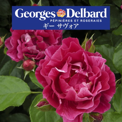 楽天市場】予約送料無料【ギー サヴォア 長尺7号 大苗】鉢植え バラ