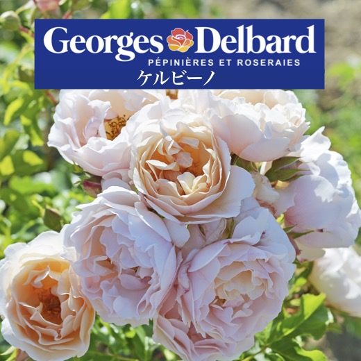 楽天市場】【2026年 早期予約】送料無料【レ グラン ビュッフェ 新苗4