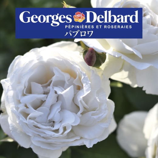 和バラ超大開花苗 db-paburoa-2.jpg