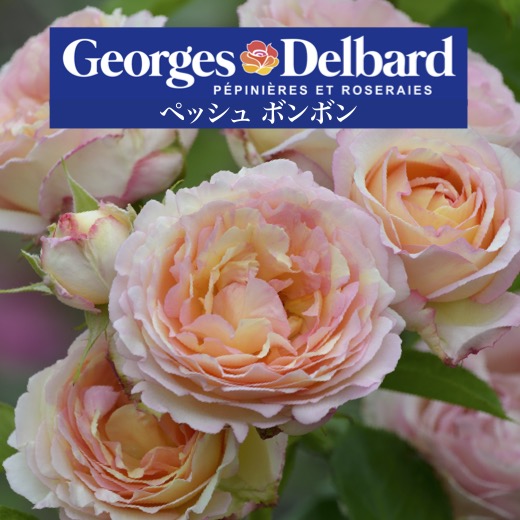 予約送料無料【ペッシュ ボンボン　長尺7号　大苗】鉢植え バラ 薔薇 デルバール 大苗 フレンチローズ 7号鉢 7寸 ペッシュボンボン｜景品ストア　店