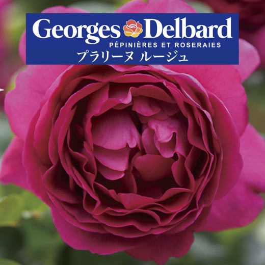 楽天市場】送料無料【プラリーヌ ルージュ 6号鉢 秋開花株】鉢植え