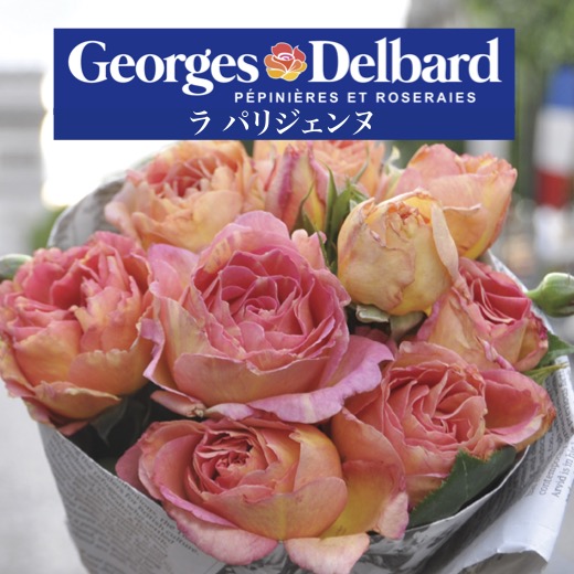 peanut出品　（バラ売） 楽天市場】送料無料【ラ パリジェンヌ 6号鉢 秋開花株】鉢植え バラ
