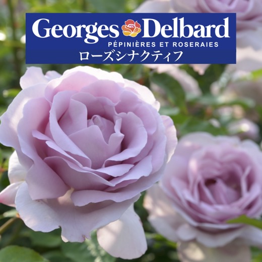 薔薇開花株 楽天市場】送料無料【ローズシナクティフ 6号鉢 秋開花株】鉢植え バラ