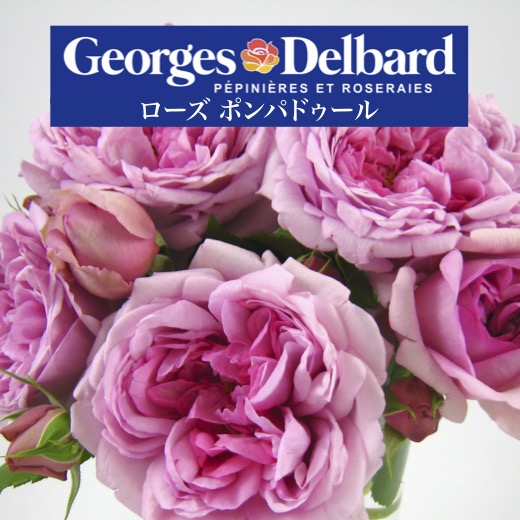 ローズ☆ポンパドール様、専用纏め買い 楽天市場】予約送料無料【ローズ ポンパドゥール 長尺7号 大苗】鉢植え