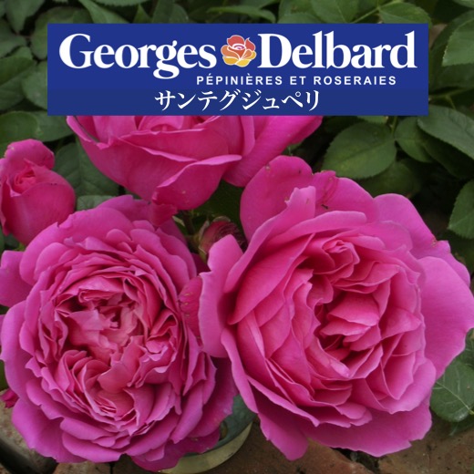 楽天市場】送料無料【サンテグジュペリ 6号鉢 秋開花株】鉢植え バラ