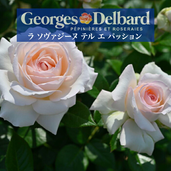 楽天市場】送料無料【ラ ソヴァジーヌ テル エ パッション 6号鉢大苗