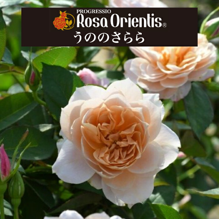 楽天市場】送料無料【こころね 6号鉢大苗予約】鉢植え バラ 薔薇