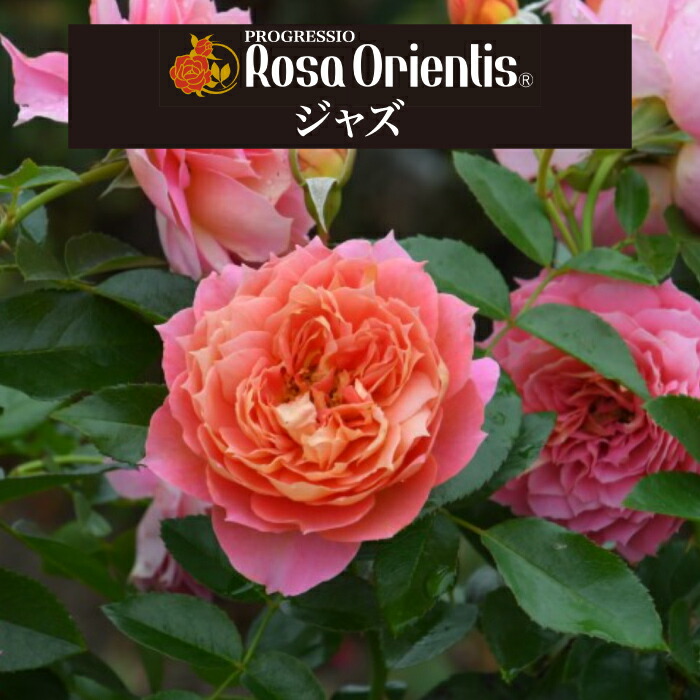 楽天市場】送料無料【紫の上 6号鉢大苗予約】鉢植え バラ 薔薇 ロサ