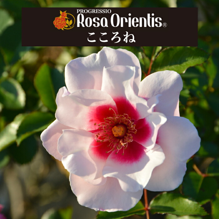 楽天市場】送料無料【エリクシル 6号鉢大苗予約】鉢植え バラ 薔薇