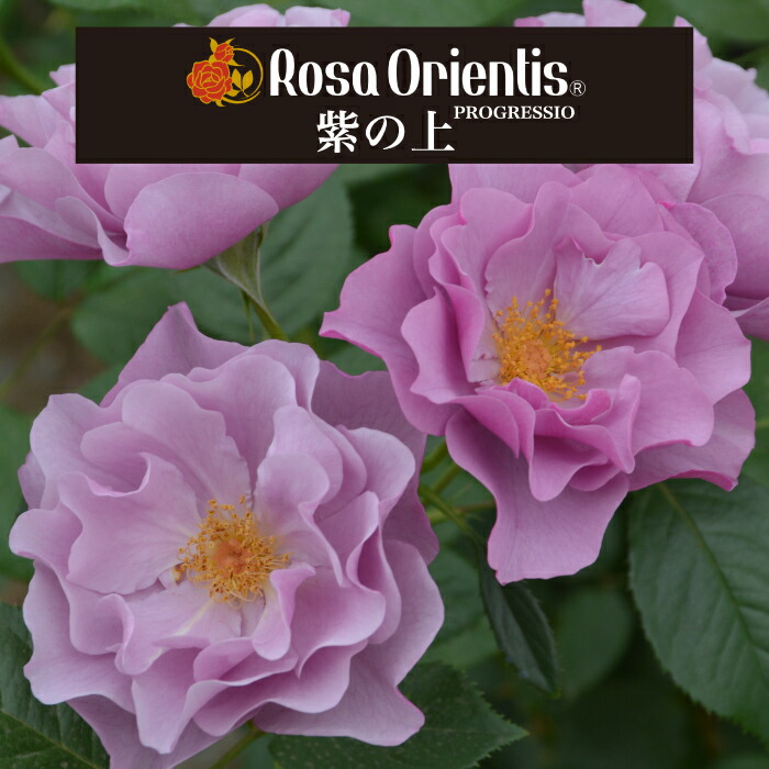 O*様 ロサオリエンティス接木大苗6鉢まとめ売り※引き取りのみ　ザセレスティアル O*様 ロサオリエンティス接木大苗6鉢まとめ売り※引き取りのみ ザ