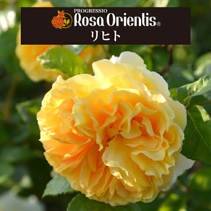 楽天市場】送料無料【エクリュ 6号鉢大苗予約】鉢植え バラ 薔薇
