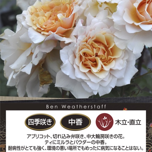 送料無料【ベン ウェザースタッフ 6号鉢 春開花株】鉢植え バラ 薔薇