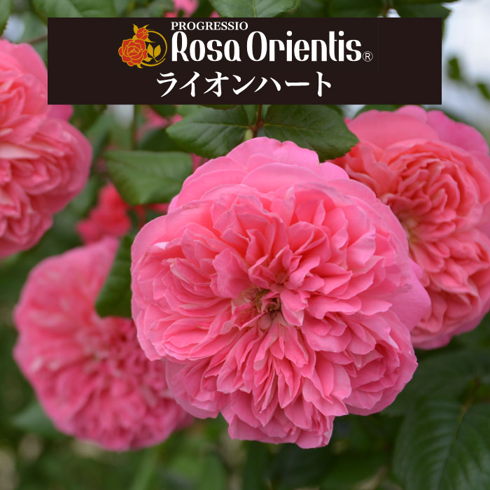 楽天市場】送料無料【プリマヴィスタ 6号鉢 春開花株】鉢植え