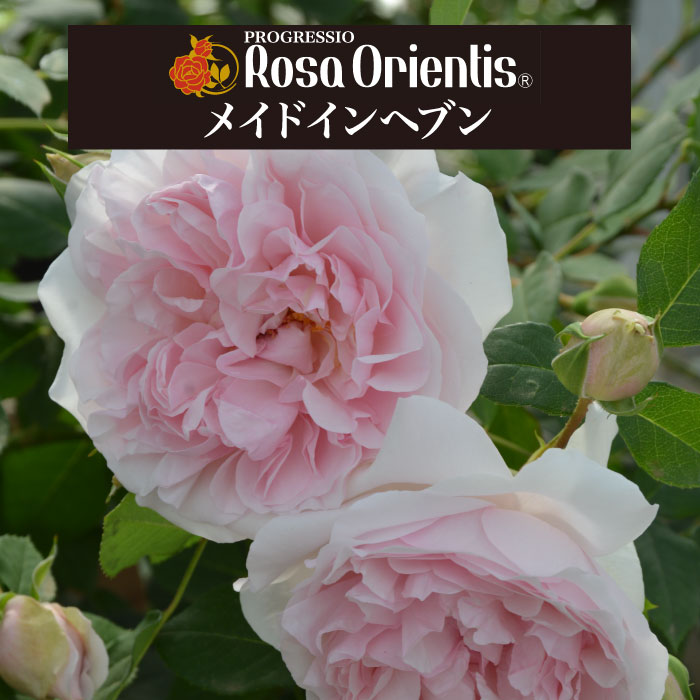薔薇 楽天市場】送料無料【ロクサーヌ 6号鉢 秋開花株】鉢植え バラ 薔薇