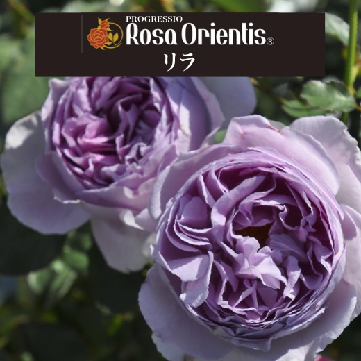 【楽天市場】送料無料【リラ 6号鉢 秋開花株】鉢植え バラ 薔薇 ロサ オリエンティス 大苗 6号鉢 開花苗 : 景品ストア 楽天市場店