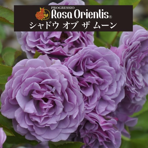 楽天市場】送料無料【シャドウ オブ ザ ムーン 6号鉢 秋開花株