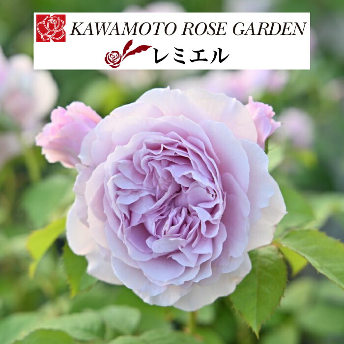 楽天市場】【2026年 早期予約】送料無料【リナルド 新苗4号鉢】鉢植え