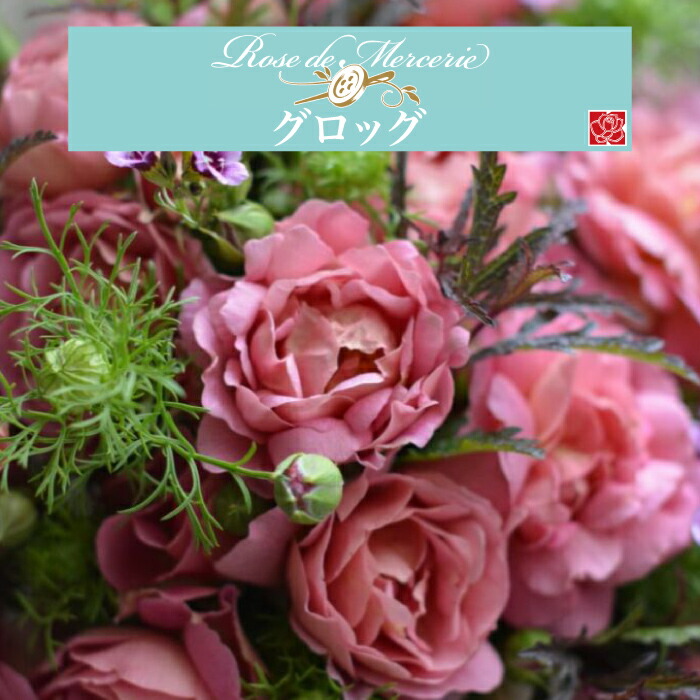 楽天市場】【2026年 早期予約】送料無料【ダフネ 新苗4号鉢】鉢植え