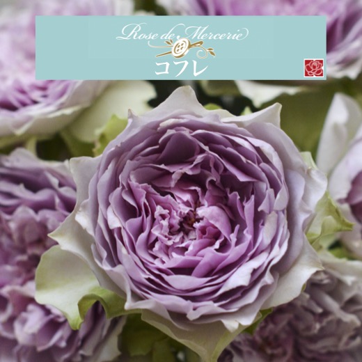 楽天市場】予約送料無料【コフレ 長尺7号 大苗】鉢植え バラ 薔薇 河本