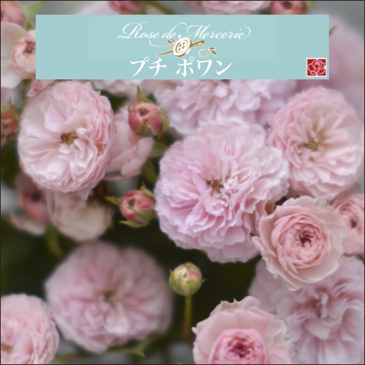 楽天市場】【2026年 早期予約】送料無料【ポム 新苗4号鉢】鉢植え バラ