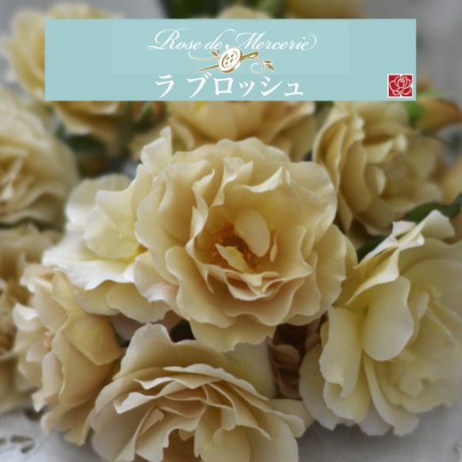 楽天市場】【2026年 早期予約】送料無料【ラ ブロッシュ 新苗4号鉢