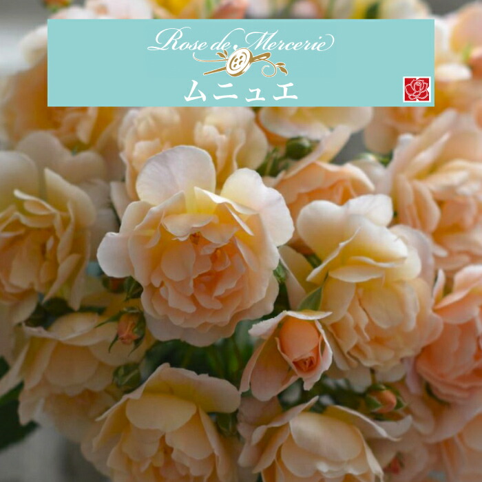 楽天市場】【2026年 早期予約】送料無料【シュクレ 新苗4号鉢】鉢植え