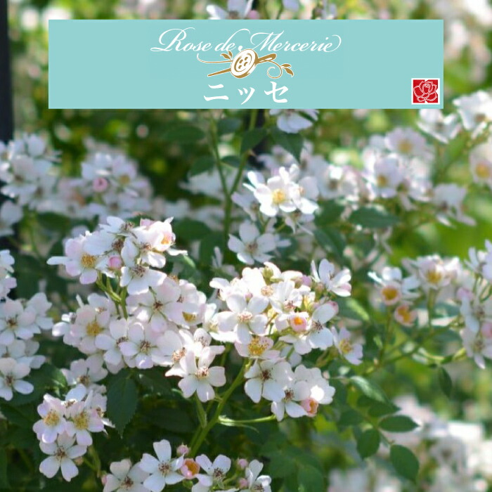 楽天市場】送料無料【シャーウッド 6号鉢大苗予約】鉢植え バラ 薔薇