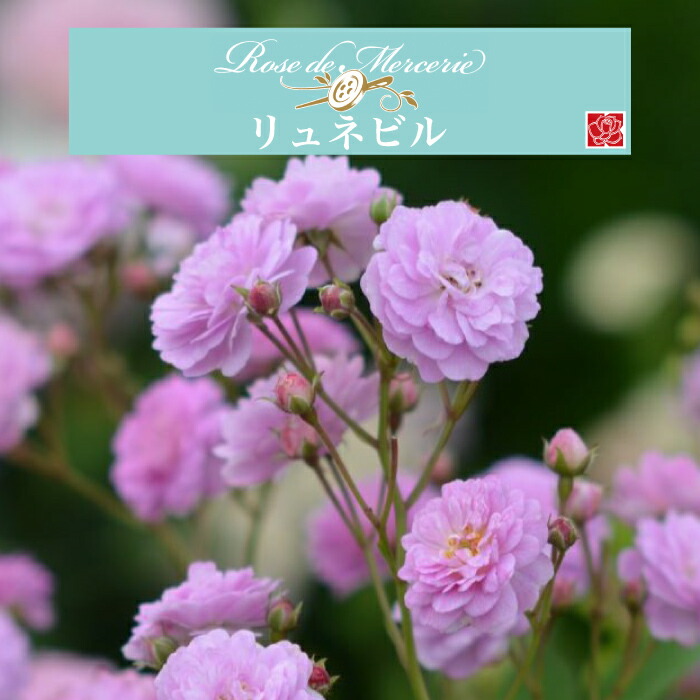 バラ苗 ポム タグ付き 正規品 大苗 ローズドゥメルスリー バラ苗 【ポム】 (新苗) フロリバンダ 四季咲き 小中輪 赤系 河本バラ