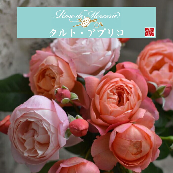 楽天市場】【2026年 早期予約】送料無料【リナルド 新苗4号鉢】鉢植え