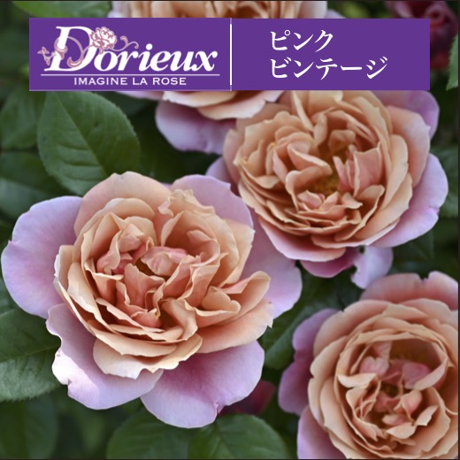 楽天市場】送料無料【ピンク ビンテージ 6号鉢 秋開花株】鉢植え バラ