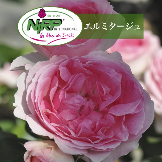 送料無料【エルミタージュ 6号鉢 春開花株】 鉢植え バラ 薔薇 ニプル 大苗 開花苗