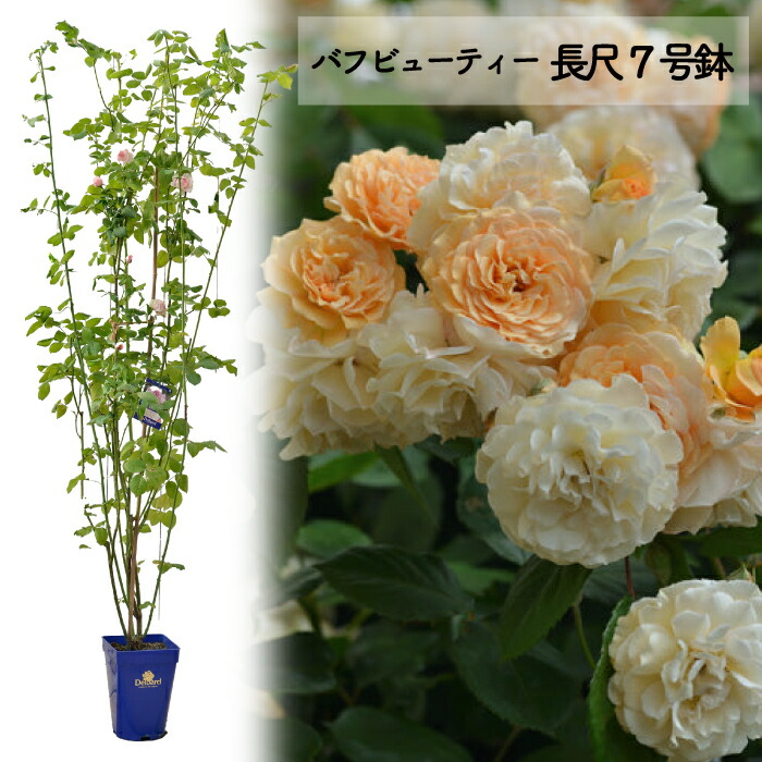楽天市場】予約送料無料【コーネリア長尺7号 大苗】鉢植え バラ 薔薇