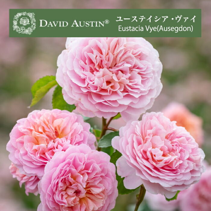 楽天市場】送料無料【ピクシー 8号鉢 春開花株 切り戻し】鉢植え バラ