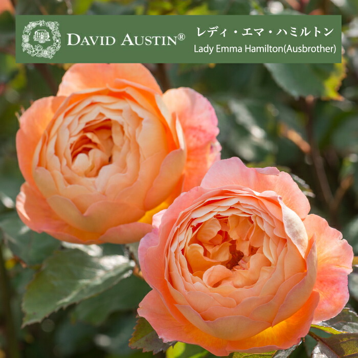 楽天市場】予約販売 バラ苗 バラ大苗 イングリッシュローズ レディエマ