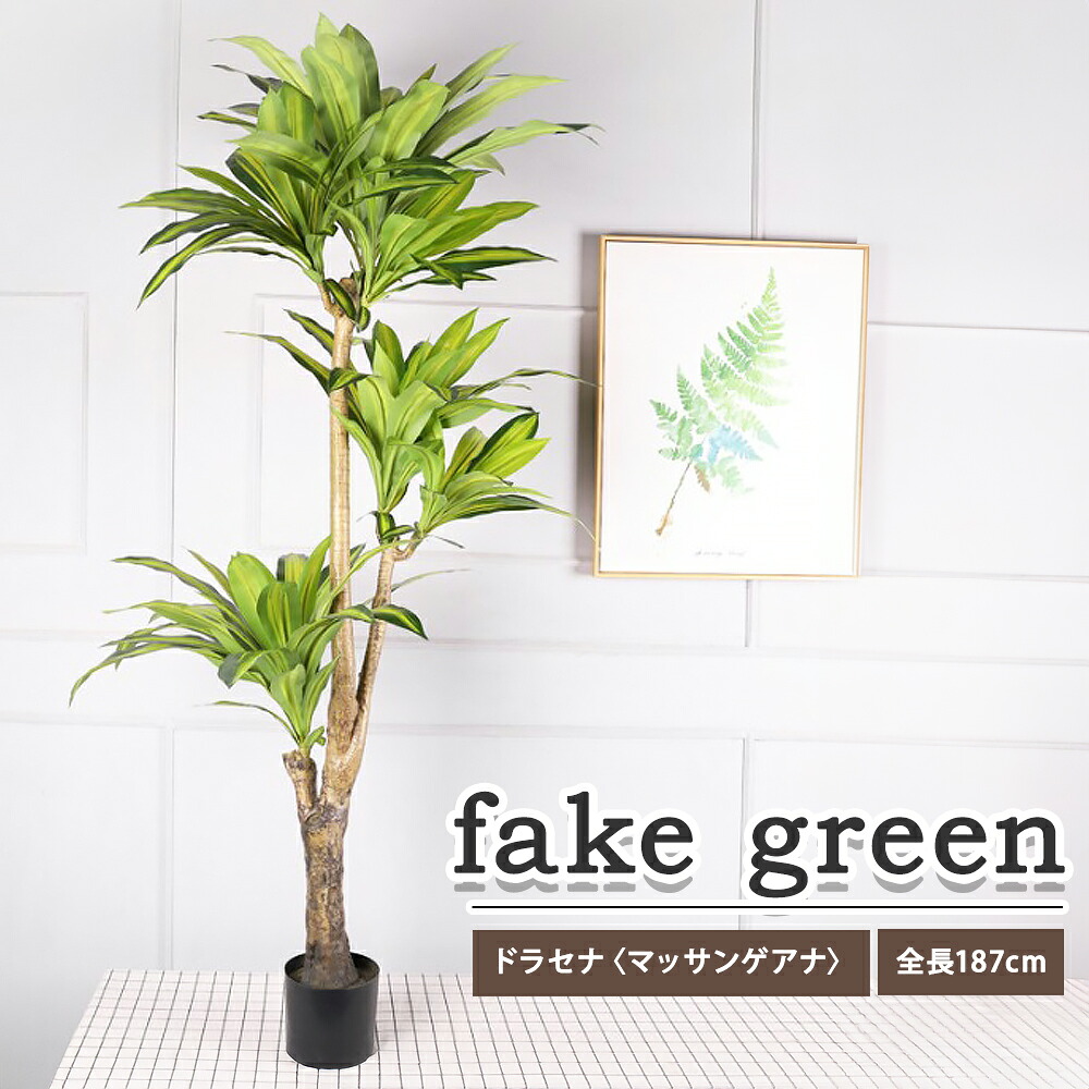 フェイクグリーン 観葉植物 リアル 人工観葉植物 高さ187cm ドラセナ マッサンゲアナ お手入れ不要｜DOGWooF公式ショップ ST-MART