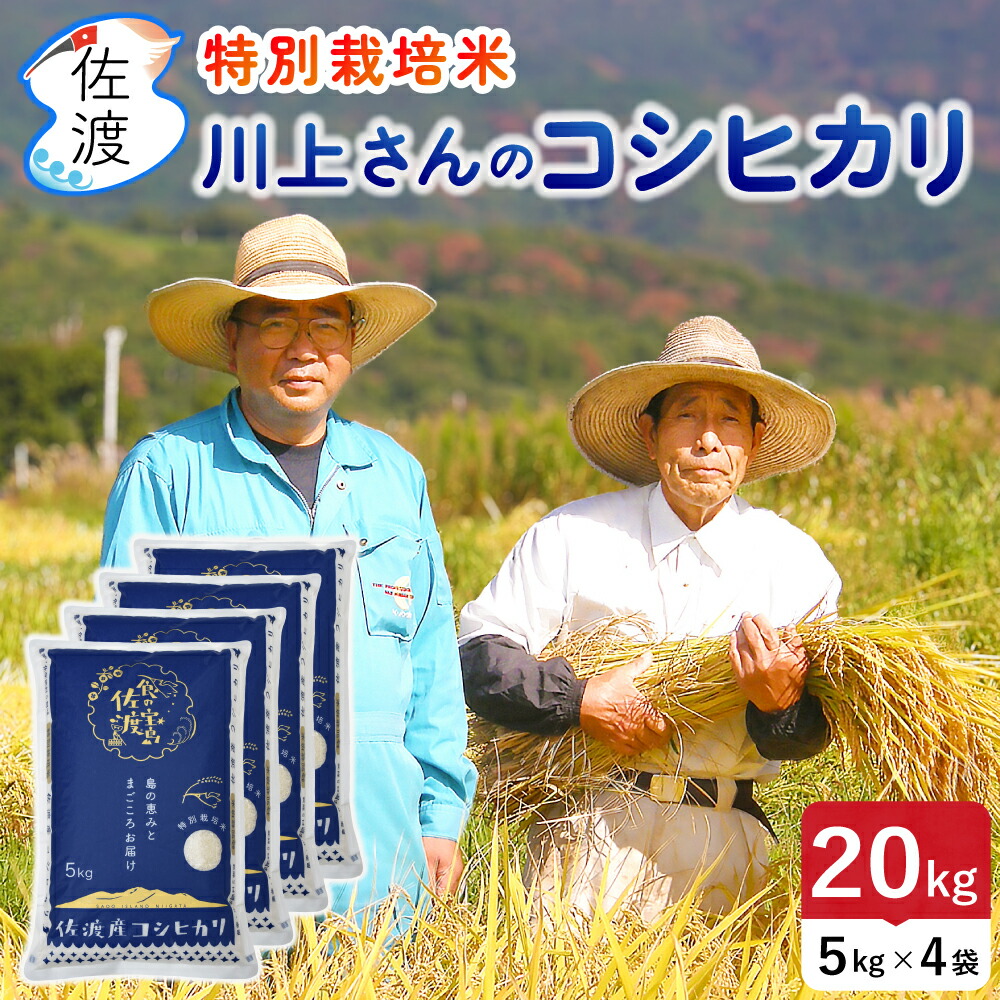 楽天市場】令和7年産 佐渡産コシヒカリ 10kg（白米/玄米/無洗米/7分