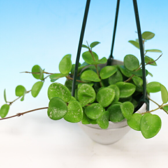 ホヤ マチルダ 4号 観葉草木 Hotjobsafrica Org ホヤ マチルダ 4号 観葉草木 Hotjobsafrica Org