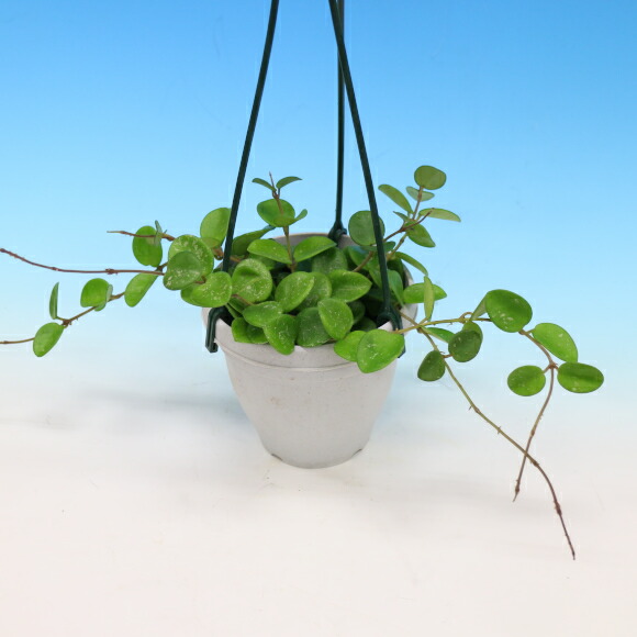 ホヤ マチルダ 4号 観葉草木 Hotjobsafrica Org ホヤ マチルダ 4号 観葉草木 Hotjobsafrica Org