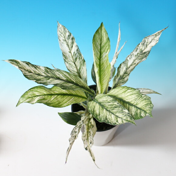 スパティフィラム センセーション バリエガータ 号 観葉植物 斑入り Concertideas Com