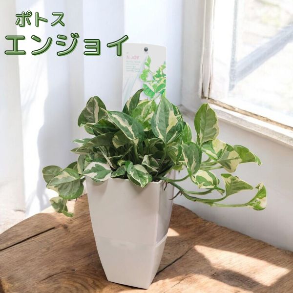 モカポトスページ 楽天市場】おしゃれ 観葉植物：ポトスタワー仕立て*6号 : 遊恵