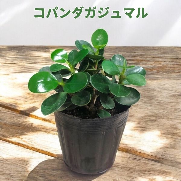 【現品】葉が小さいタイプ　子パンダガジュマル　コパンダガジュマル　12号　G4番 現品】葉が小さいタイプ 子パンダガジュマル コパンダガジュマル