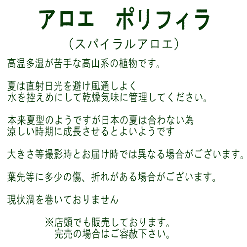 楽天市場 アロエ ポリフィラ 3 5号 多肉植物 タニクショクブツ スパイラルアロエ 多気園芸 楽天市場店
