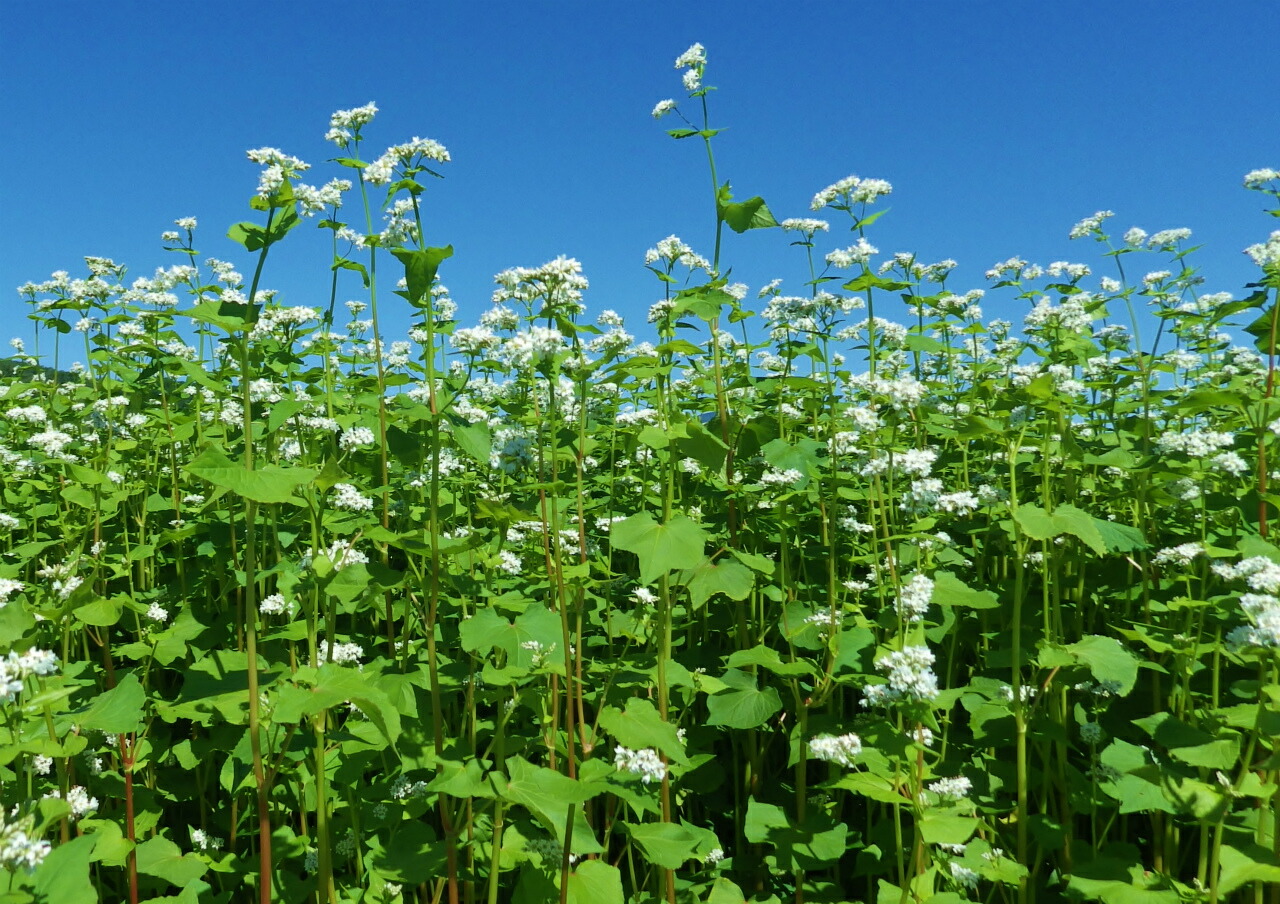 【楽天市場】【厳選大粒】 そばの種 そばの種子 蕎麦 そば ソバ