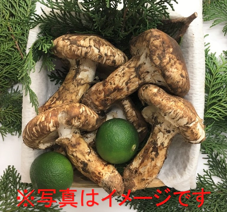 北海道産松茸【287g】値下げ+virtual.pensionadoatahualpa.edu.ec