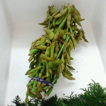 えだまめページ 🟢えだまめ🟢 (@edamame07140) / X