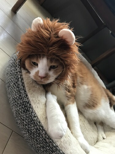 楽天市場 ねこの変身かぶりもの ネコ科最強ライオン変身ずきん Tori Dori