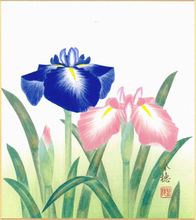絵画 色紙（春）菖蒲田 春穂作画「菖蒲」 色紙寸法24.2X27.2cm