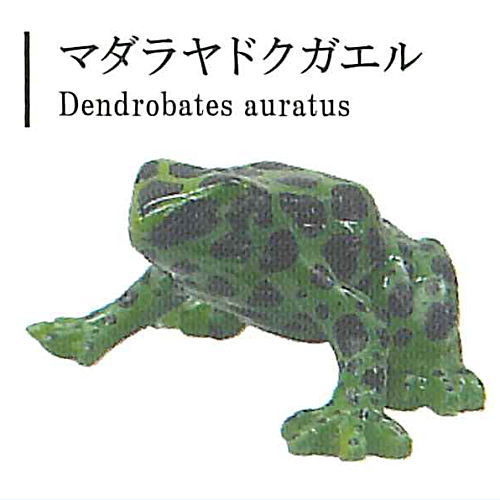 Adam Binder 動物　カエル【750個限定】 Amazon.co.jp: 金蟾 財を集めるカエル (キンセン/ゼニガエル) 三