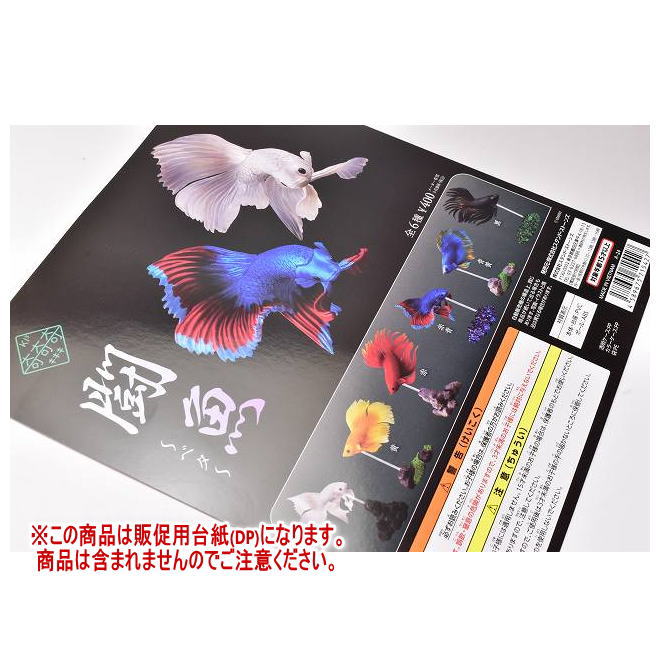 楽天市場】☆完売☆【全部揃ってます!!】奇奇奇 闘魚 ベタ [全6種